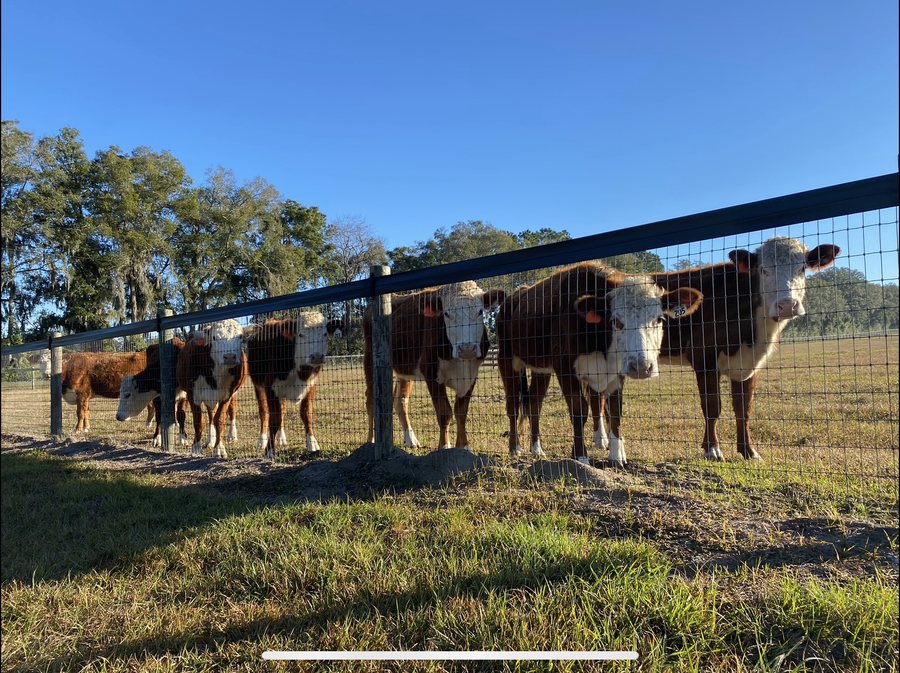 Cattle standing behind a black painted farm fence