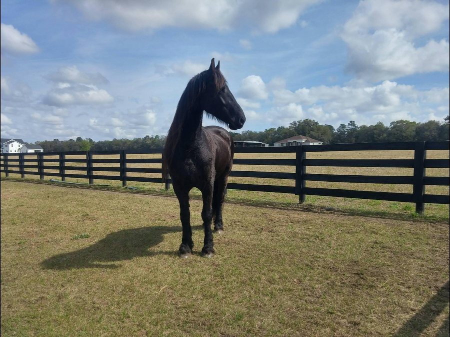 Horse standing in front of a finished black fence