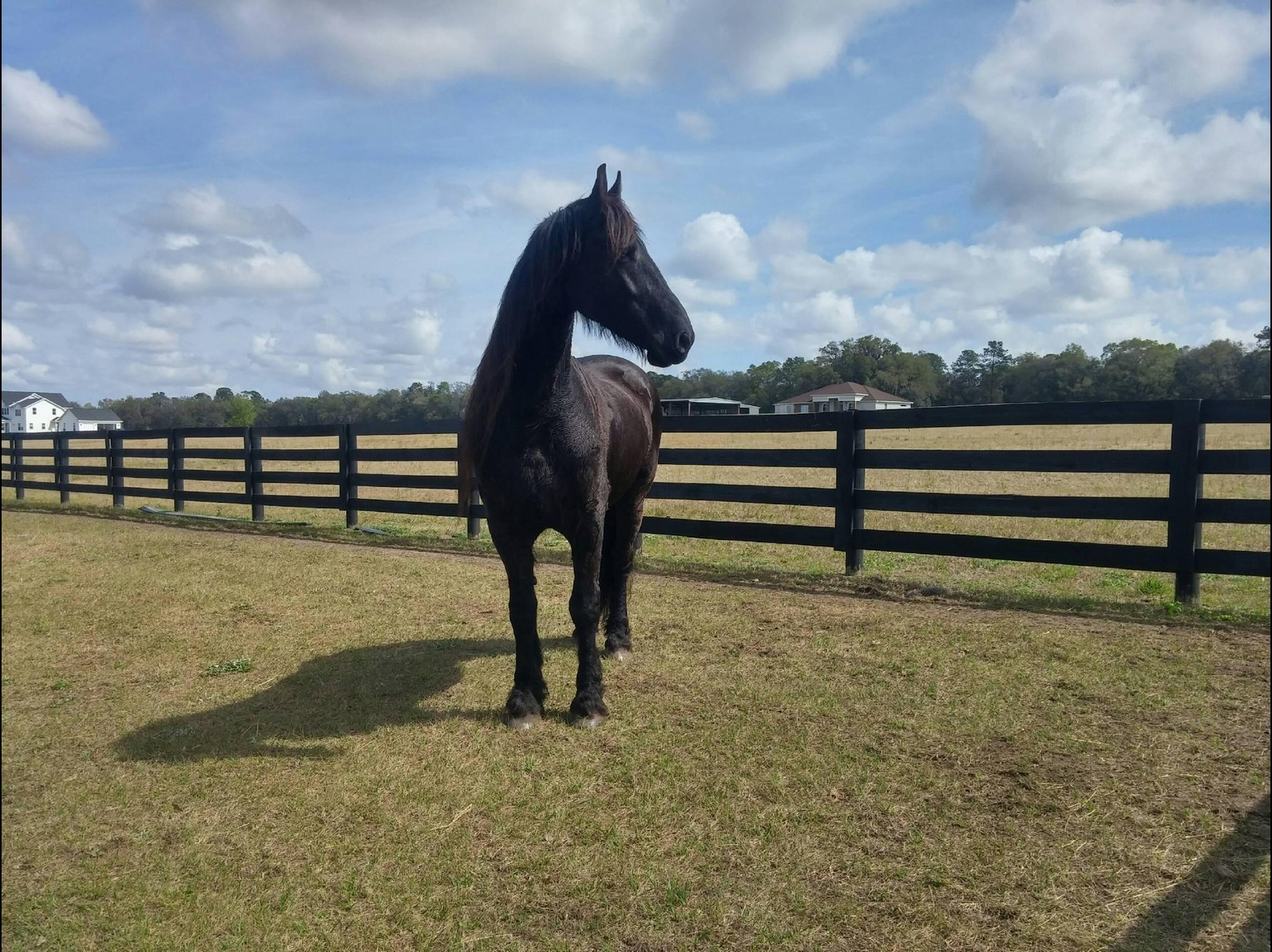 Black horse in front of a finished black farm fence