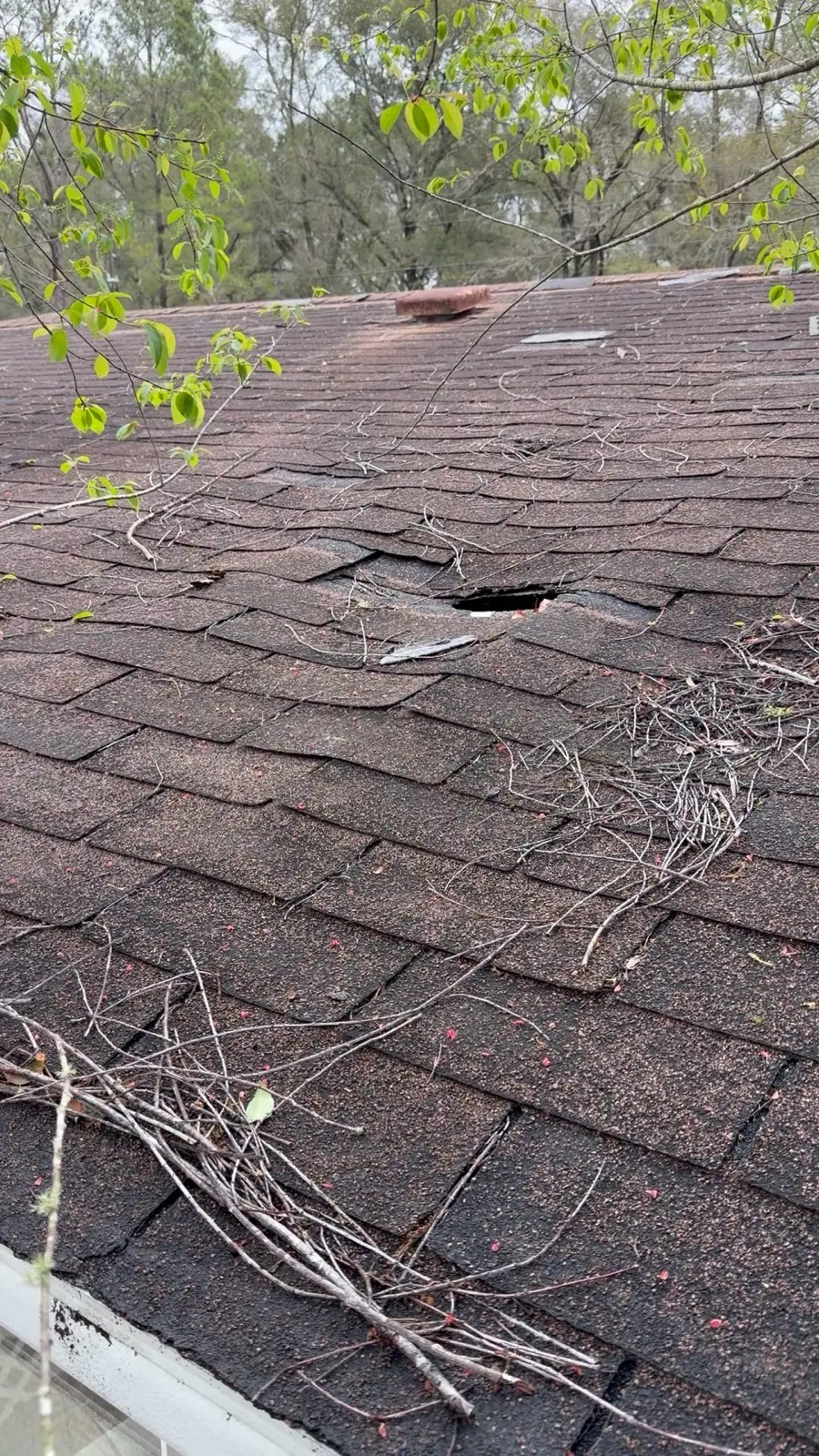 Roof puncture with branches and storm debris